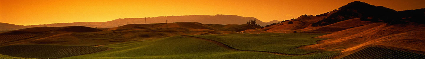 Santa Rosa, California vineyard at sunset